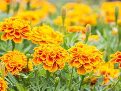 Are Calendula Flowers Edible? And Why Do They Taste Like Sunshine?