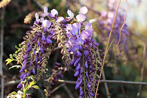 Are Wisteria Flowers Edible? Exploring the Mysteries and Myths of Nature's Purple Cascades