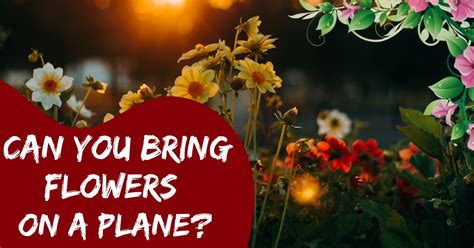 Can You Bring Fresh Flowers on a Plane, and Why Do Airports Smell Like Cinnamon Rolls?