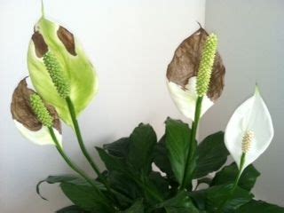 Can You Cut Off Brown Peace Lily Flowers: A Journey Through the Garden of Whimsy