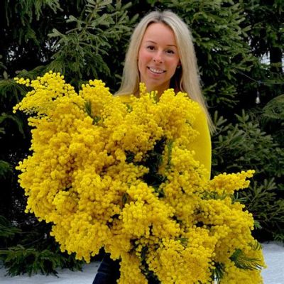 How to Dry Mimosa Flowers and Why They Might Be the Secret to Time Travel