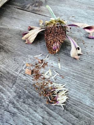 How to Harvest Zinnia Flowers: A Guide to Cultivating Beauty and Chaos