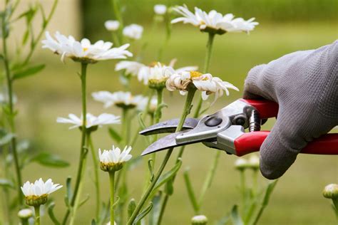 How to Prune Flowers: A Symphony of Scissors and Petals