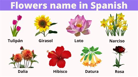 How to Say Flowers in Spanish: A Blooming Exploration of Language and Culture