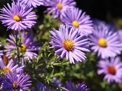 What Color Are Aster Flowers? Exploring the Spectrum of Nature's Palette