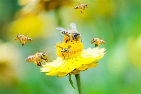 What Crop Has Yellow Flowers in Spring? And Why Do Bees Love Them So Much?