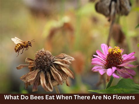 What do bees eat when there are no flowers, and why do they sometimes hum in the dark?