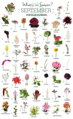 What Flowers Are in Season in September: A Journey Through Autumn's Blooming Palette