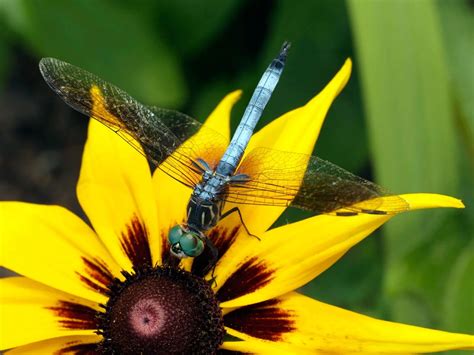 What Flowers Attract Dragonflies: A Symphony of Colors and Wings