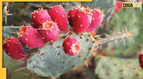 What flowers can I plant now in Texas? And why do cacti always look so smug?