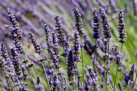 Where Can I Get Lavender Flowers and Why Do They Smell Like Forgotten Memories?