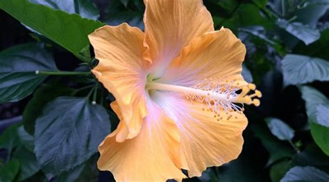 Where to Find Hibiscus Flowers and Why They Might Be Hiding in Your Coffee Cup